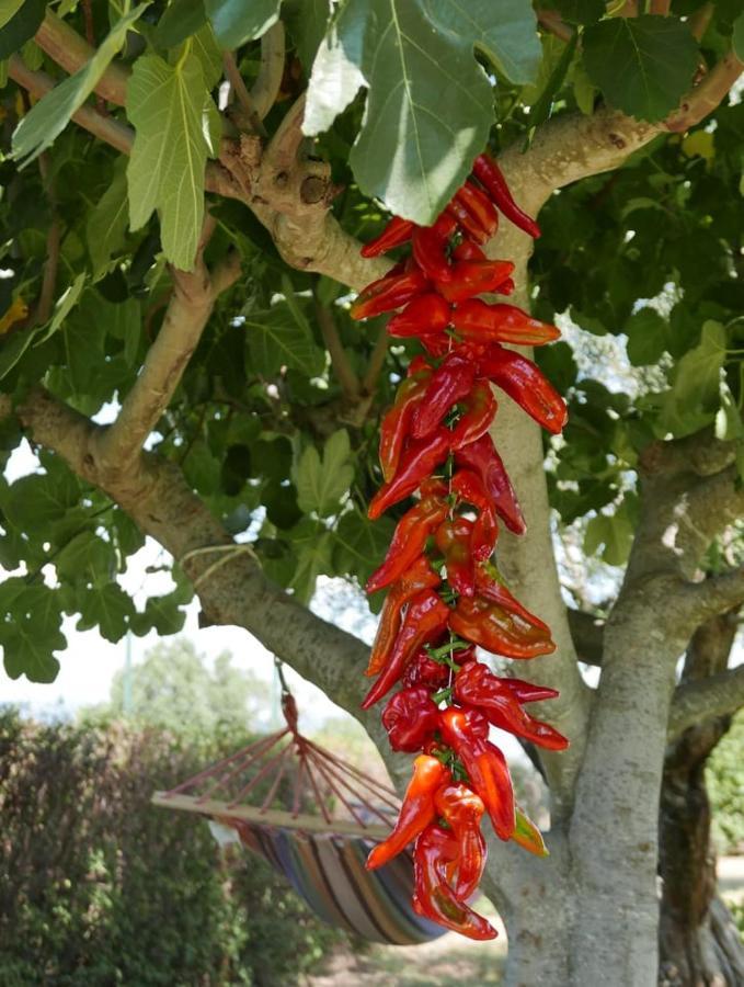 Al Bosco Delle Api Ξενοδοχείο Gallicchio Εξωτερικό φωτογραφία